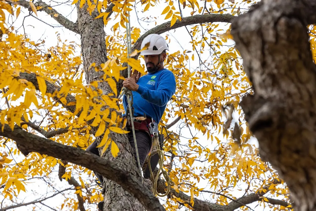 Skilled Tree Planing crew working in Coon Rapids